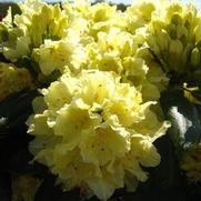 Rhododendron hybrid 'Capistrano' Rhododendron hybrid 'Capistrano'