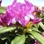 Rhododendron hybrid 'Purple Passion'