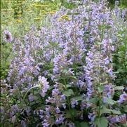 Nepeta faassenii 'Blue Wonder' Nepeta faassenii 'Blue Wonder'