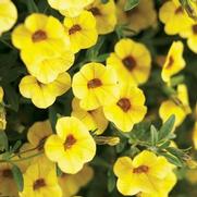 Calibrachoa hybrid 'Saffron' Calibrachoa hybrid 'Saffron'