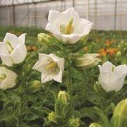 Campanula medium 'Champion White' Campanula medium 'Champion White'
