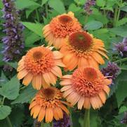 Echinacea purpurea 'Supreme Cantaloupe' Echinacea purpurea 'Supreme Cantaloupe'
