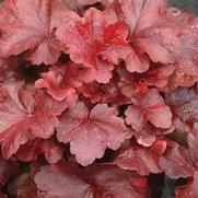 Heuchera hybrid 'Galaxy' Heuchera hybrid 'Galaxy'