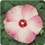 Hibiscus mosheutos 'Luna Pink Swirl' Hibiscus mosheutos 'Luna Pink Swirl'