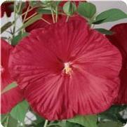 Hibiscus mosheutos 'Luna Red' Hibiscus mosheutos 'Luna Red'