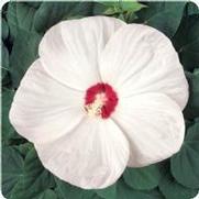 Hibiscus mosheutos 'Luna White' Hibiscus mosheutos 'Luna White'