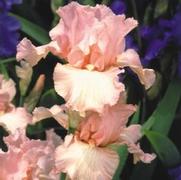 Iris germanica 'Beverly Sills' Iris germanica 'Beverly Sills'