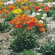 Papaver nudicaule 'Garden Gnome' Papaver nudicaule 'Garden Gnome'