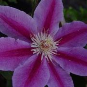 Clematis 'Dr. Ruppell' Clematis 'Dr. Ruppell'