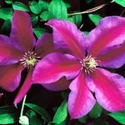 Clematis 'Mrs. N. Thompson' Clematis 'Mrs. N. Thompson'