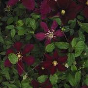 Clematis 'Niobe' Clematis 'Niobe'