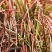 Pennisetum setaceum 'Fireworks' Pennisetum setaceum 'Fireworks'