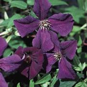 Clematis viticella 'Polish Spirit' Clematis viticella 'Polish Spirit'