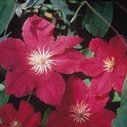 Clematis 'Sunset' Clematis 'Sunset'
