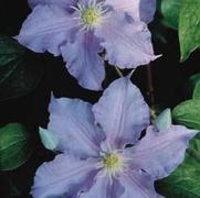 Clematis 'Will Goodwin' Clematis 'Will Goodwin'