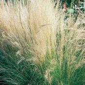 Nasella (formerly Stipa) tenuissima 'Pony Tails' Nasella (formerly Stipa) tenuissima 'Pony Tails'