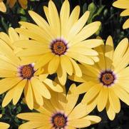Osteospermum hybrid 'Lemon Symphony' Osteospermum hybrid 'Lemon Symphony'