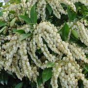 Pieris japonica 'Avalanche' Pieris japonica 'Avalanche'