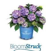 Hydrangea macrophylla 'Endless Summer BloomStruck'