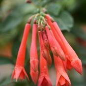 Fuchsia hybrid 'Tassel Dark Salmon' Fuchsia hybrid 'Tassel Dark Salmon'