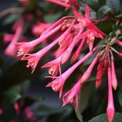 Fuchsia hybrid 'Tassel Salmon Pink' Fuchsia hybrid 'Tassel Salmon Pink'