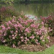 Syringa x. 'Scent and Sensibility' Syringa x. 'Scent and Sensibility'
