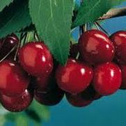 Prunus x. 'Black Tartarian' Prunus x. 'Black Tartarian'