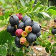 Vaccinium corymbosum 'BrazelBerries Blueberry Glaze' Vaccinium corymbosum 'BrazelBerries Blueberry Glaze'