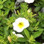 Calibrachoa hybrid 'Over Easy' Calibrachoa hybrid 'Over Easy'