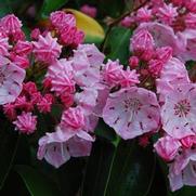 Kalmia latifolia 'Good Show' Kalmia latifolia 'Good Show'