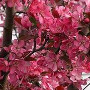 Malus hybrid 'Indian Summer' Malus hybrid 'Indian Summer'
