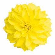Dahlia hybrid 'Yellow' Dahlia hybrid 'Yellow'