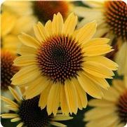 Echinacea purpurea 'Sombrero Sandy Yellow' Echinacea purpurea 'Sombrero Sandy Yellow'