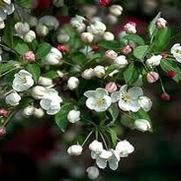 Malus hybrid 'Snowdrift' Malus hybrid 'Snowdrift'
