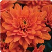 Chrysanthemum Garden Mum 'Orange Zest' Chrysanthemum Garden Mum 'Orange Zest'
