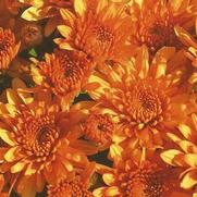 Chrysanthemum Garden Mum 'Perfectly Orange' Chrysanthemum Garden Mum 'Perfectly Orange'