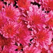 Chrysanthemum Garden Mum 'Pink Frenzy' Chrysanthemum Garden Mum 'Pink Frenzy'