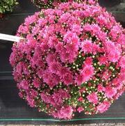 Chrysanthemum Garden Mum 'Pomona Violet' Chrysanthemum Garden Mum 'Pomona Violet'