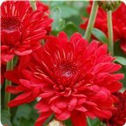 Chrysanthemum Garden Mum 'Radiant Red' Chrysanthemum Garden Mum 'Radiant Red'