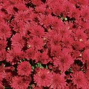 Chrysanthemum Garden Mum 'Red Hots' Chrysanthemum Garden Mum 'Red Hots'