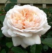 Rosa 'Gruss an aachen' Rosa 'Gruss an aachen'