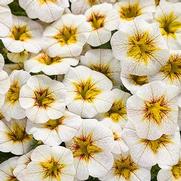 Calibrachoa hybrid 'Frostfire' Calibrachoa hybrid 'Frostfire'