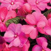 Impatiens hawkeri 'Infinity Electric Cherry' Impatiens hawkeri 'Infinity Electric Cherry'