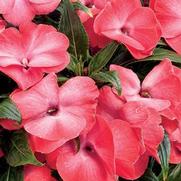 Impatiens hawkeri 'Infinity Electric Coral' Impatiens hawkeri 'Infinity Electric Coral'