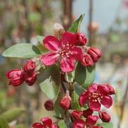 Malus hybrid 'Adams' Malus hybrid 'Adams'