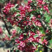 Malus hybrid 'Purple Prince' Malus hybrid 'Purple Prince'