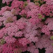 Achillea hybrid 'Laura' Achillea hybrid 'Laura'