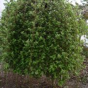 Salix caprea 'Pendula' Salix caprea 'Pendula'