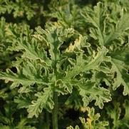 Pelargonium citrosa 'Lady Plymouth'