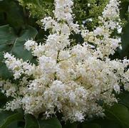 Syringa reticulata 'Ivory Silk' Syringa reticulata 'Ivory Silk'